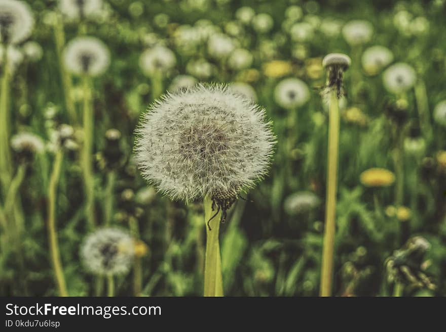 Shallow Focus Photography of Dandelions