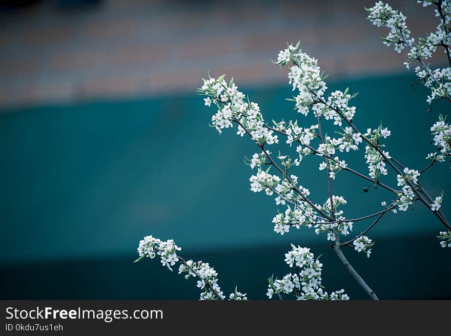 Selective Focus Photography of White Petaled Flowers