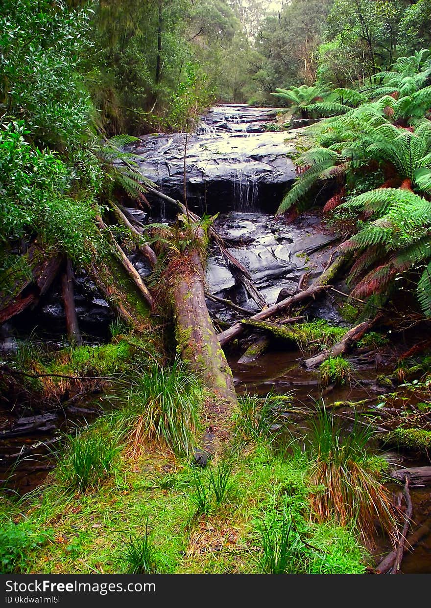 Rainforest cascade in the Great Otway National Park of southern Victoria, Australia. Rainforest cascade in the Great Otway National Park of southern Victoria, Australia.