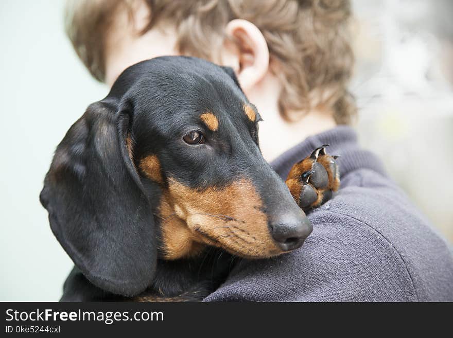 Dog puppy breed dachshund on the shoulder of a boy, a teenager a