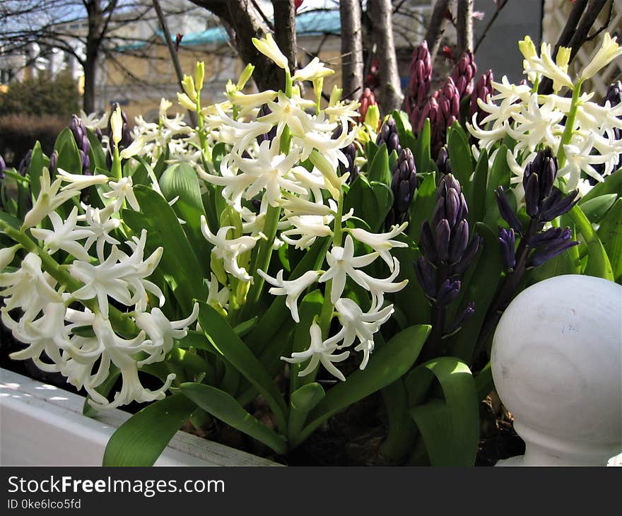 Macro Photo With Background Decorative Elements In Landscaping And Garden Design With Colorful Flowers