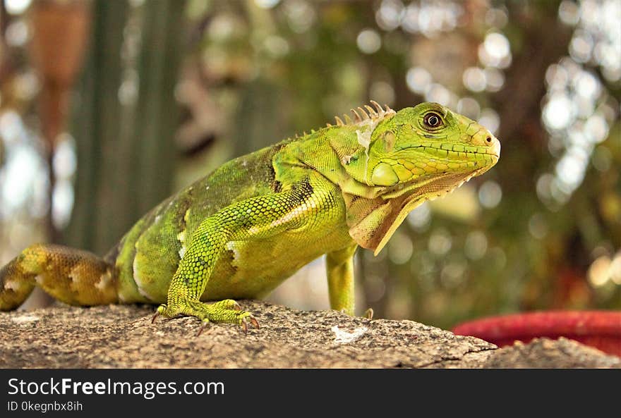 Green Lizard