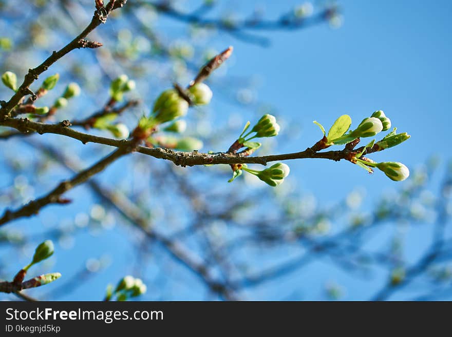 Shallow Focus Photography of Green Tree