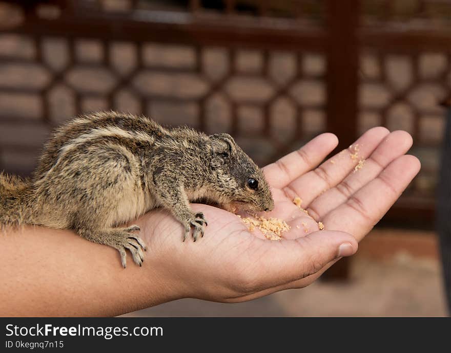 Close-Up Photography of Chipmunk on Hand