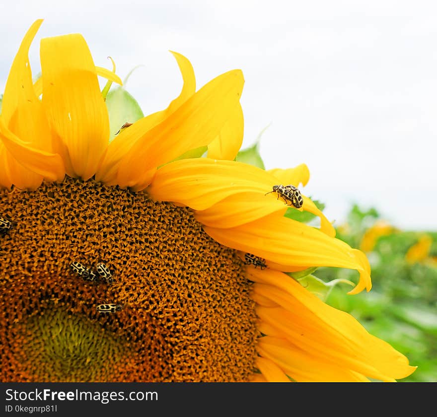 Selective Focus Photography of Sunflower