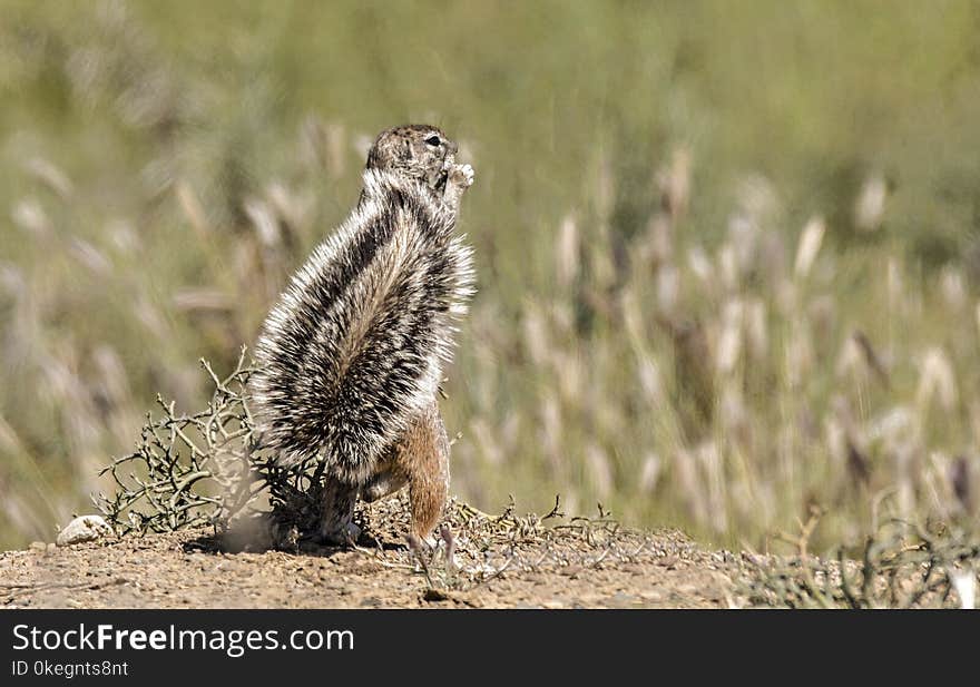 Photo of Squirrel on the Field