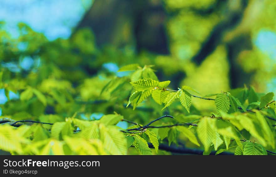 Selective Focus Photography of Green Leaves