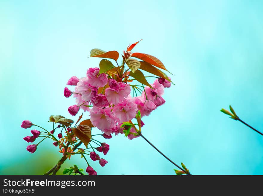 Close-Up Photography of Pink Flowers