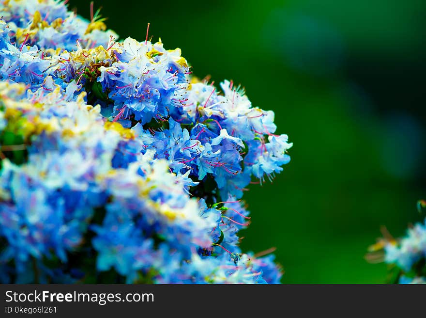 Selective Focus Photography of White Flowers