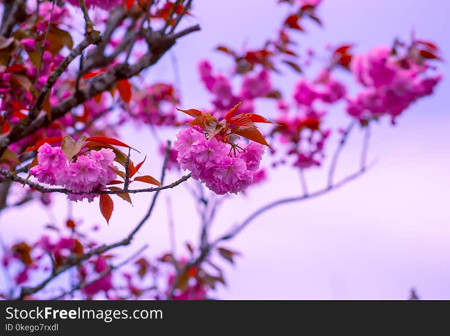 Close-Up Photography of Pink Flowers