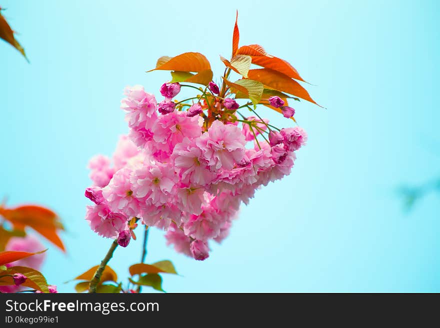 Close-Up Photography of Pink Flowers