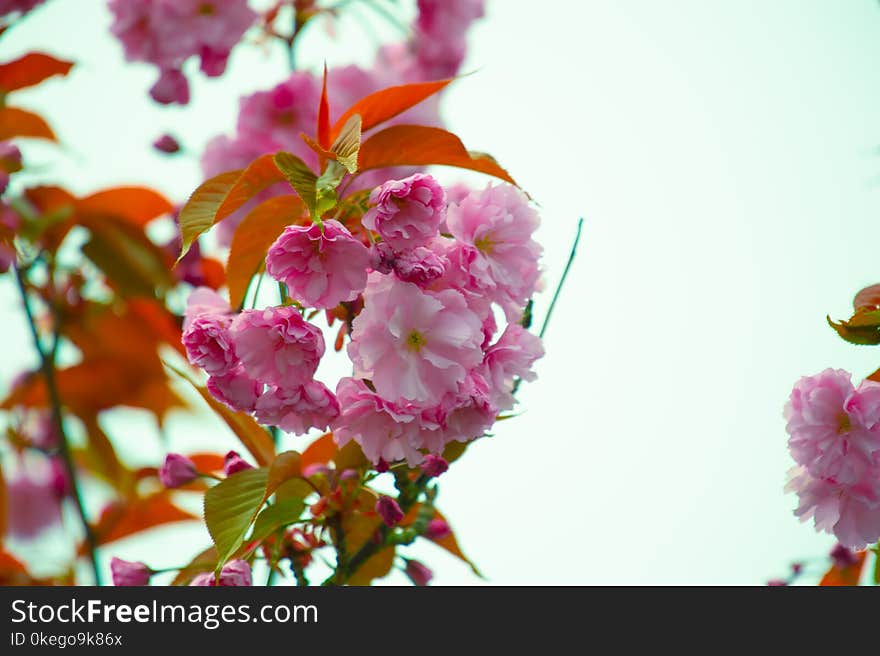 Close-Up Photography of Pink Flowers