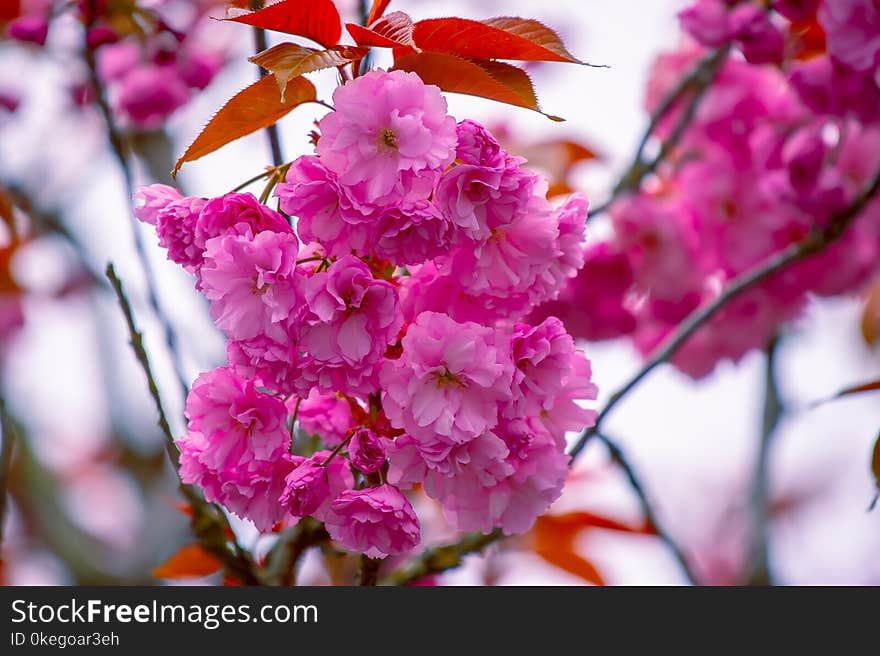 Close-Up Photography of Pink Flowers