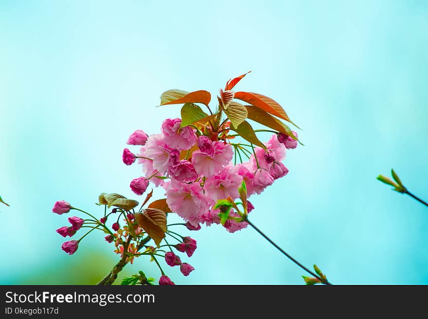 Close-Up Photography of Pink Flowers