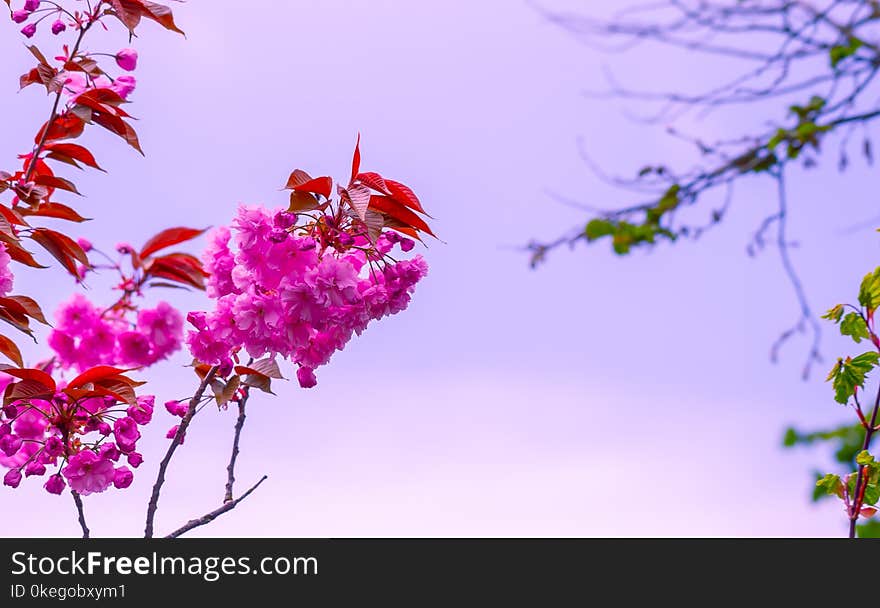 Selective Focus Photography of Pink Flowers