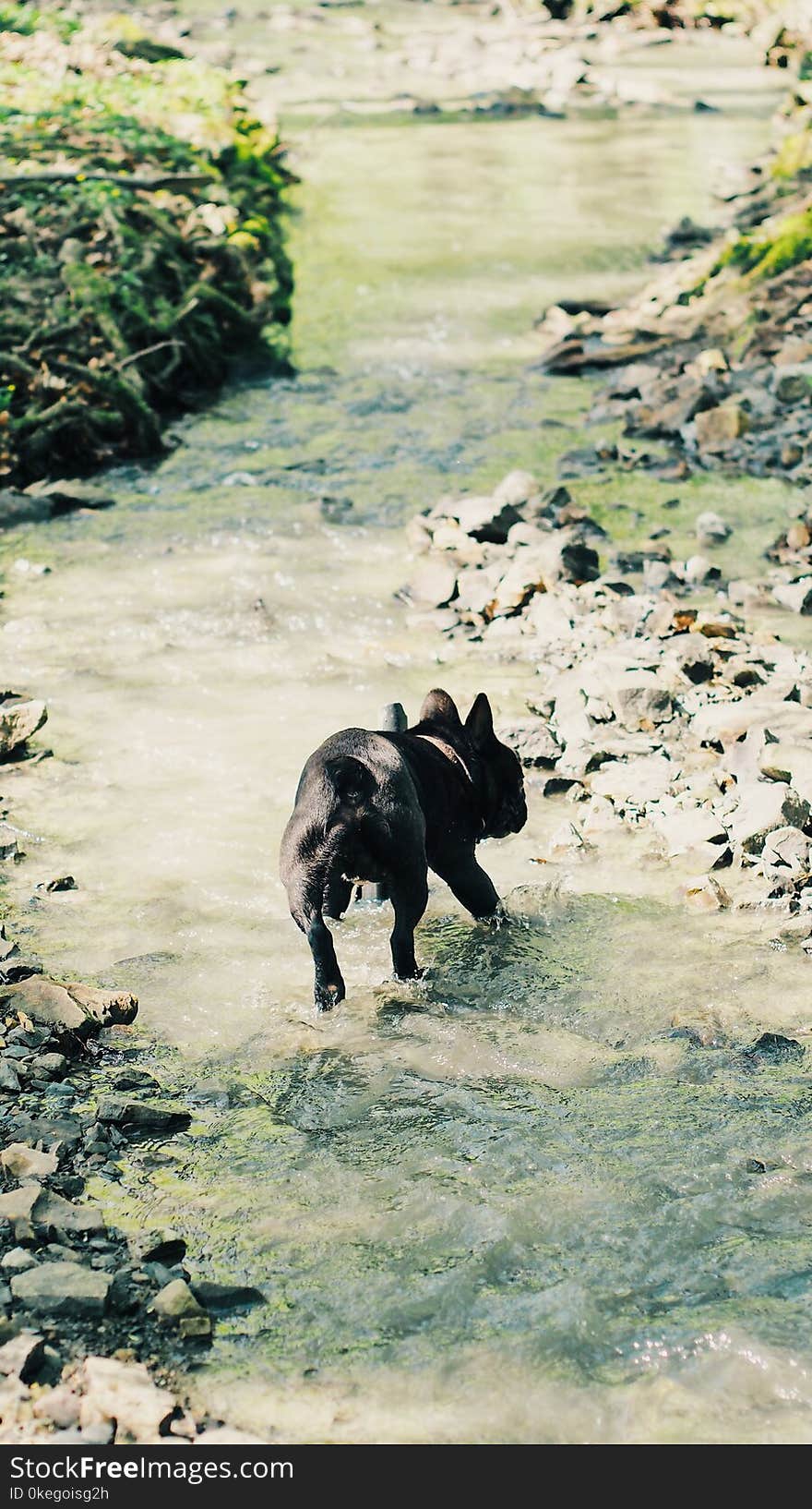 Photo of Dog Running on Stream