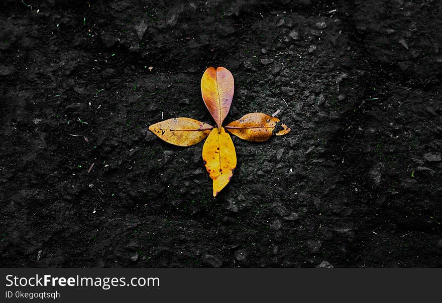 Photo of Dried Leaves on Ground