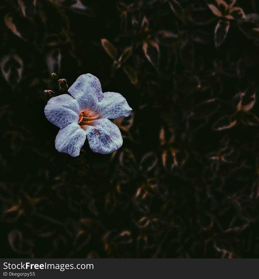 Close-Up Photography of Purple Flower