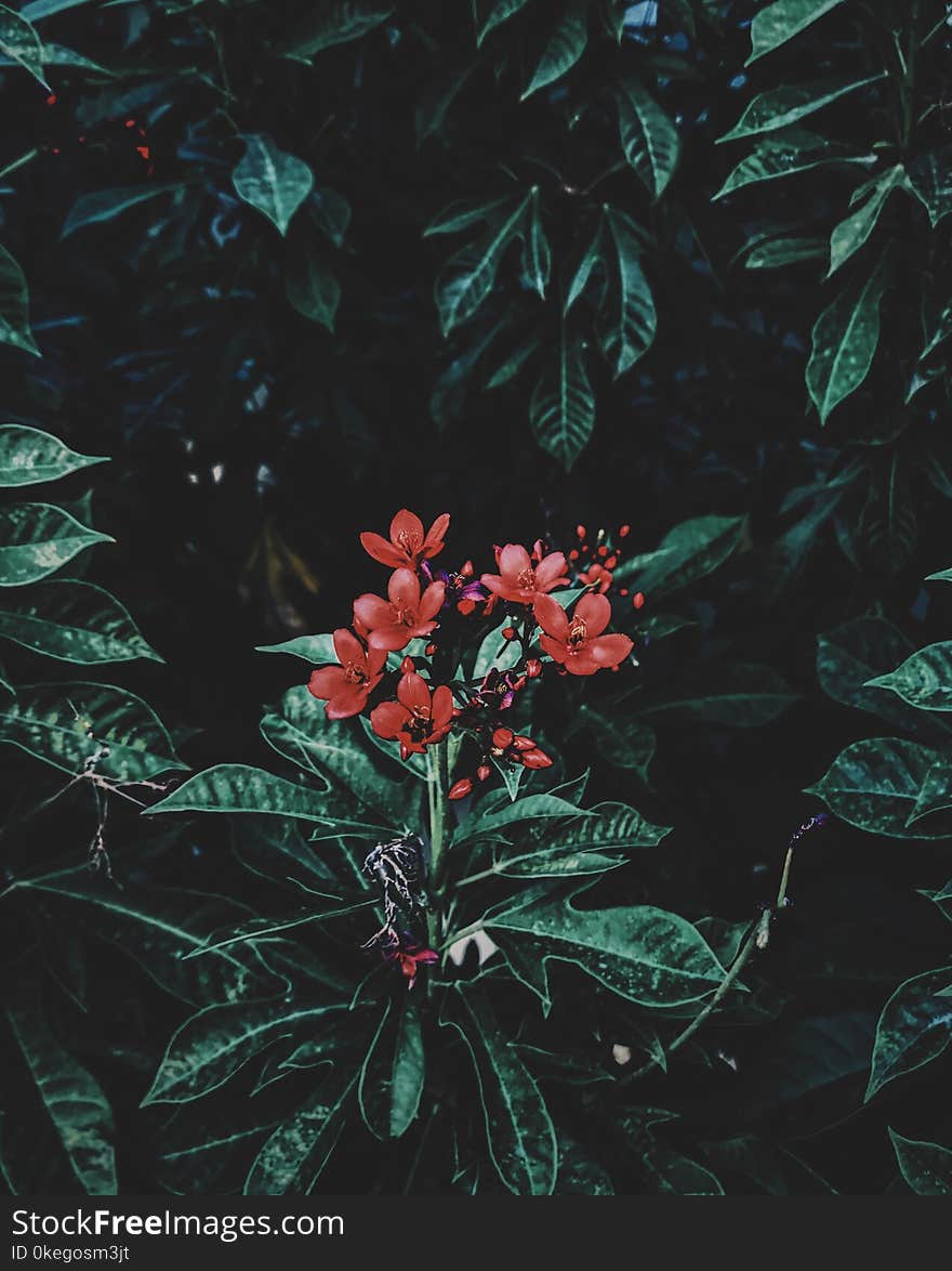 Photography of Red Flowers Near Leaves