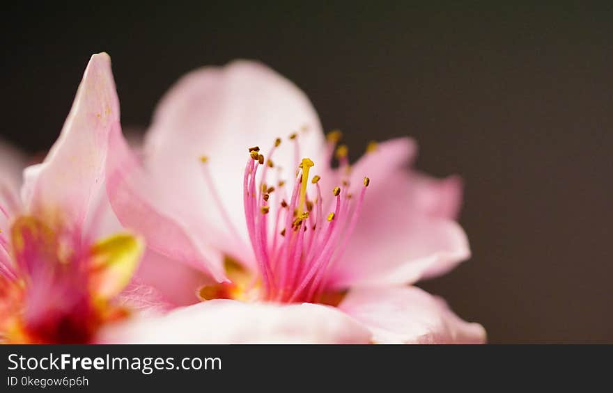 Macro Photography of Pink Flower