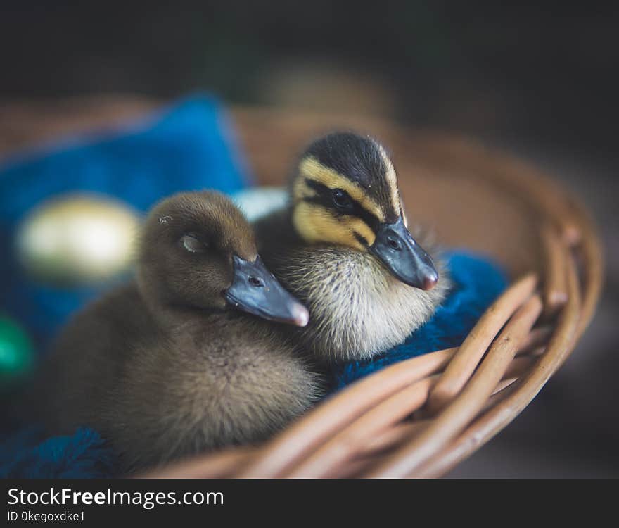 Close-Up Photography of Ducks