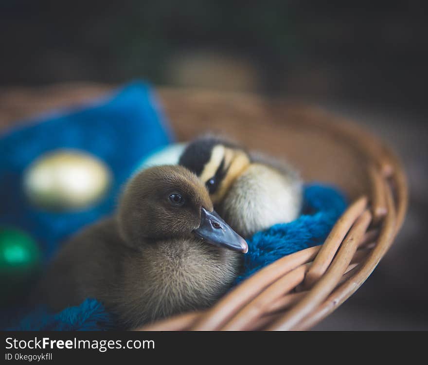 Two Brown Ducklings on Brown Wicker Nest