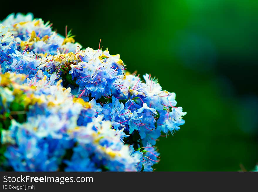 Close-Up Photography of White Flowers