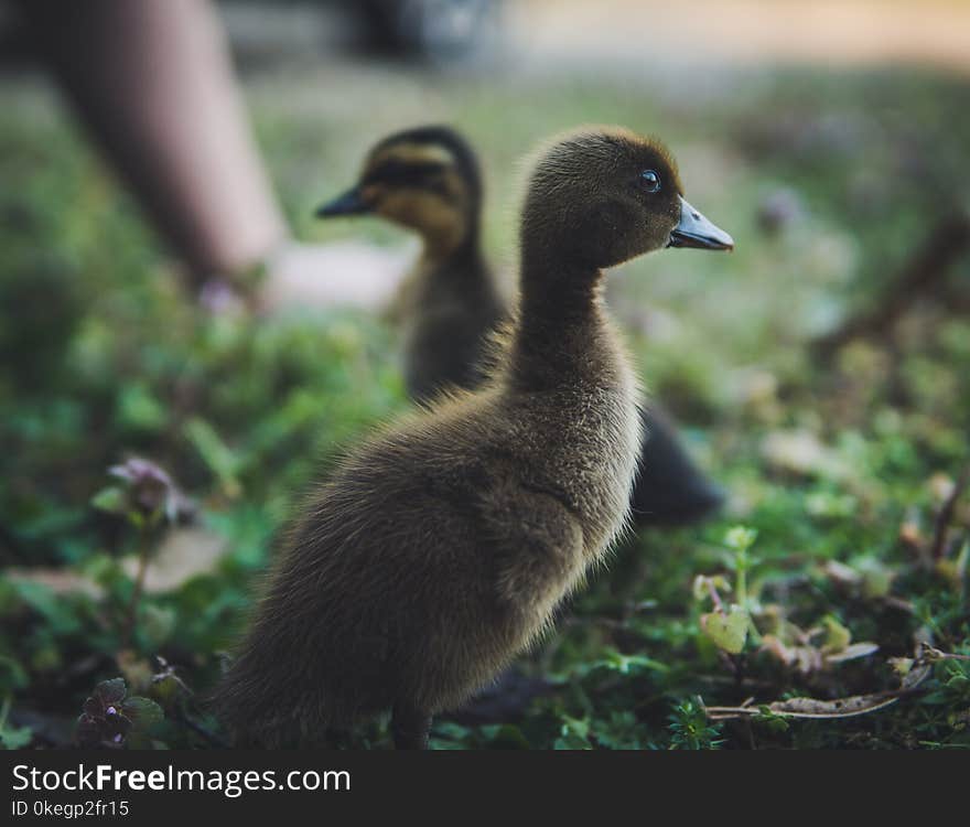 Selective Focus Photography of Ducks