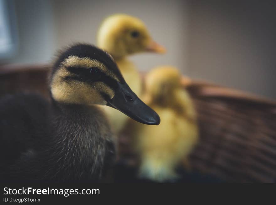 Close-Up Photography of Black And Yellow Ducks