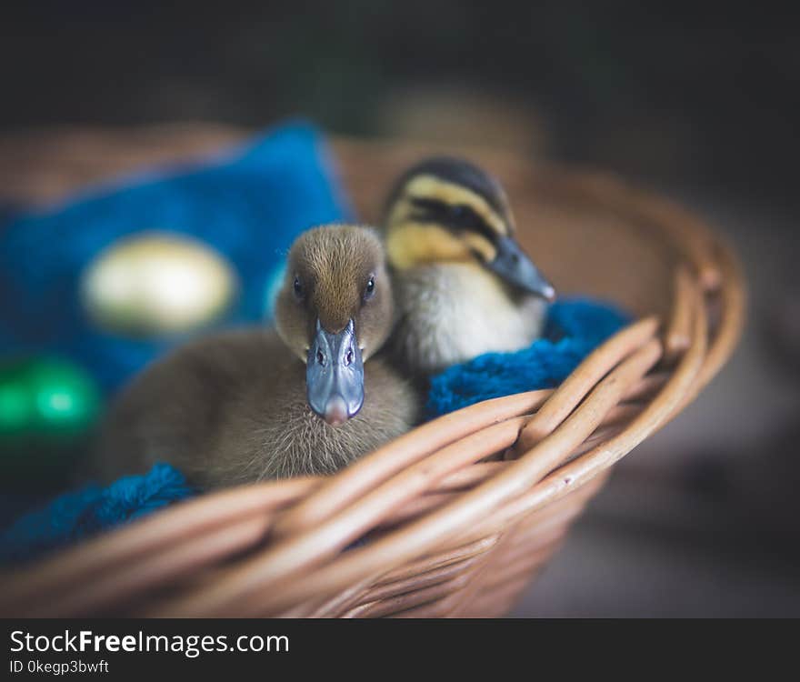 Selective Focus Photography of Ducks