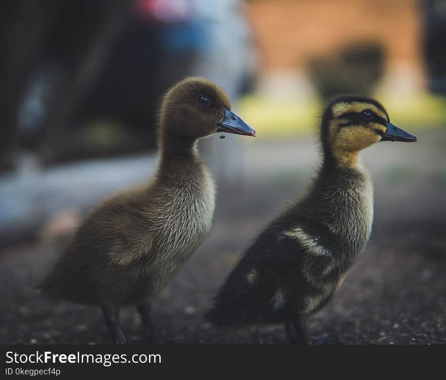 Close-Up Photography of Ducks