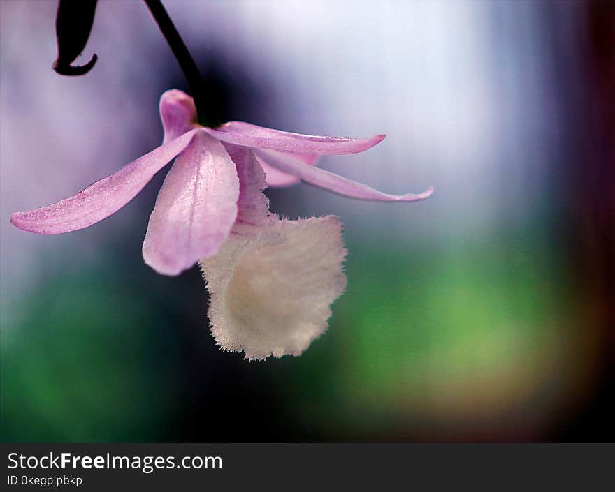 Photo of Pink Flower