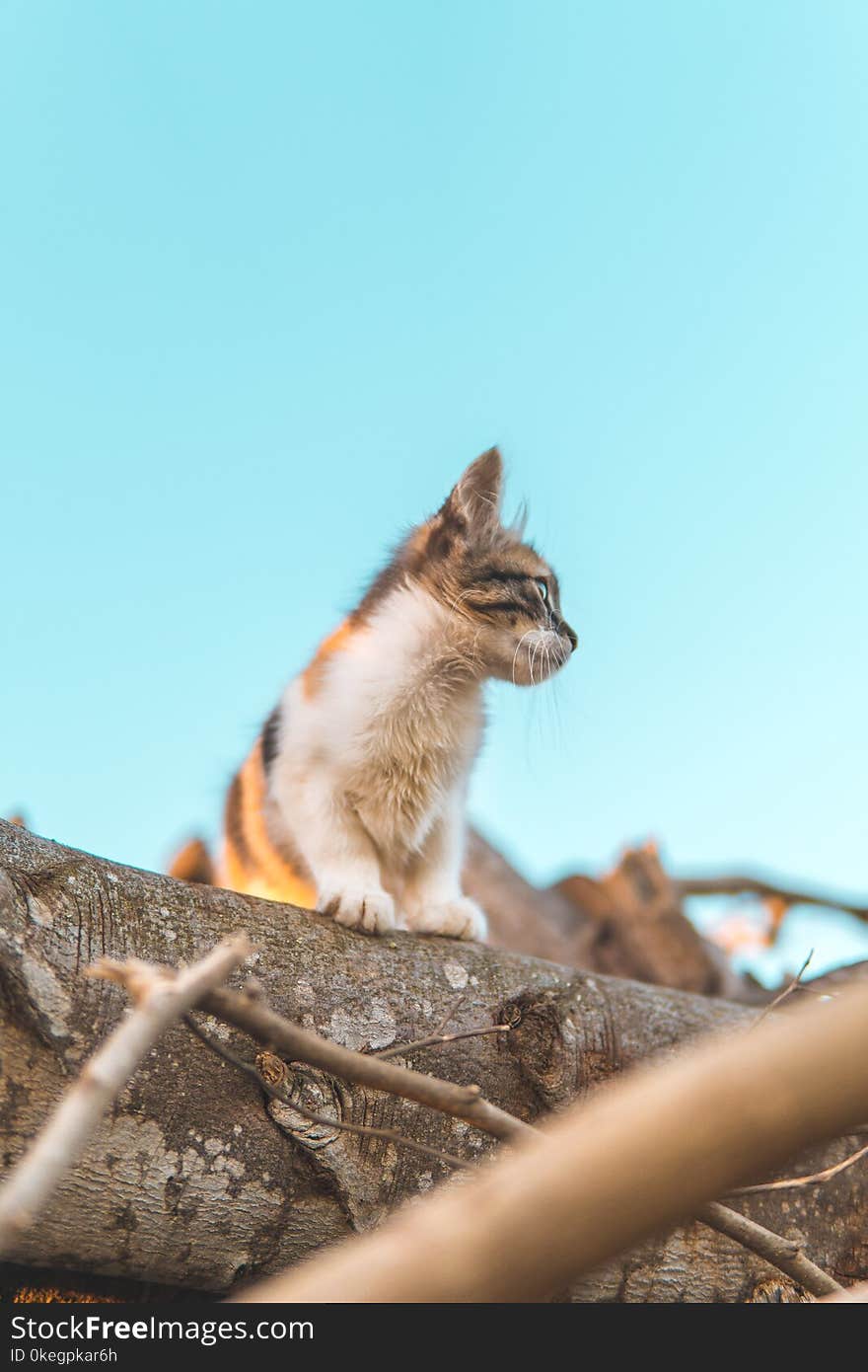 Brown and White Cat on Tree Trunk