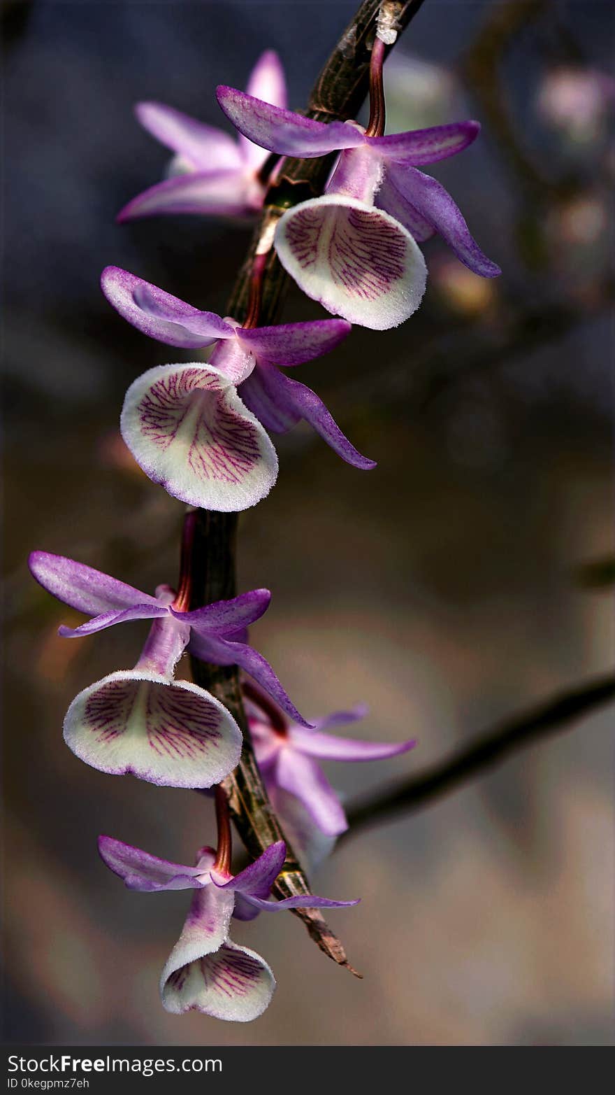 Closeup Photo of Purple-and-white Flowers