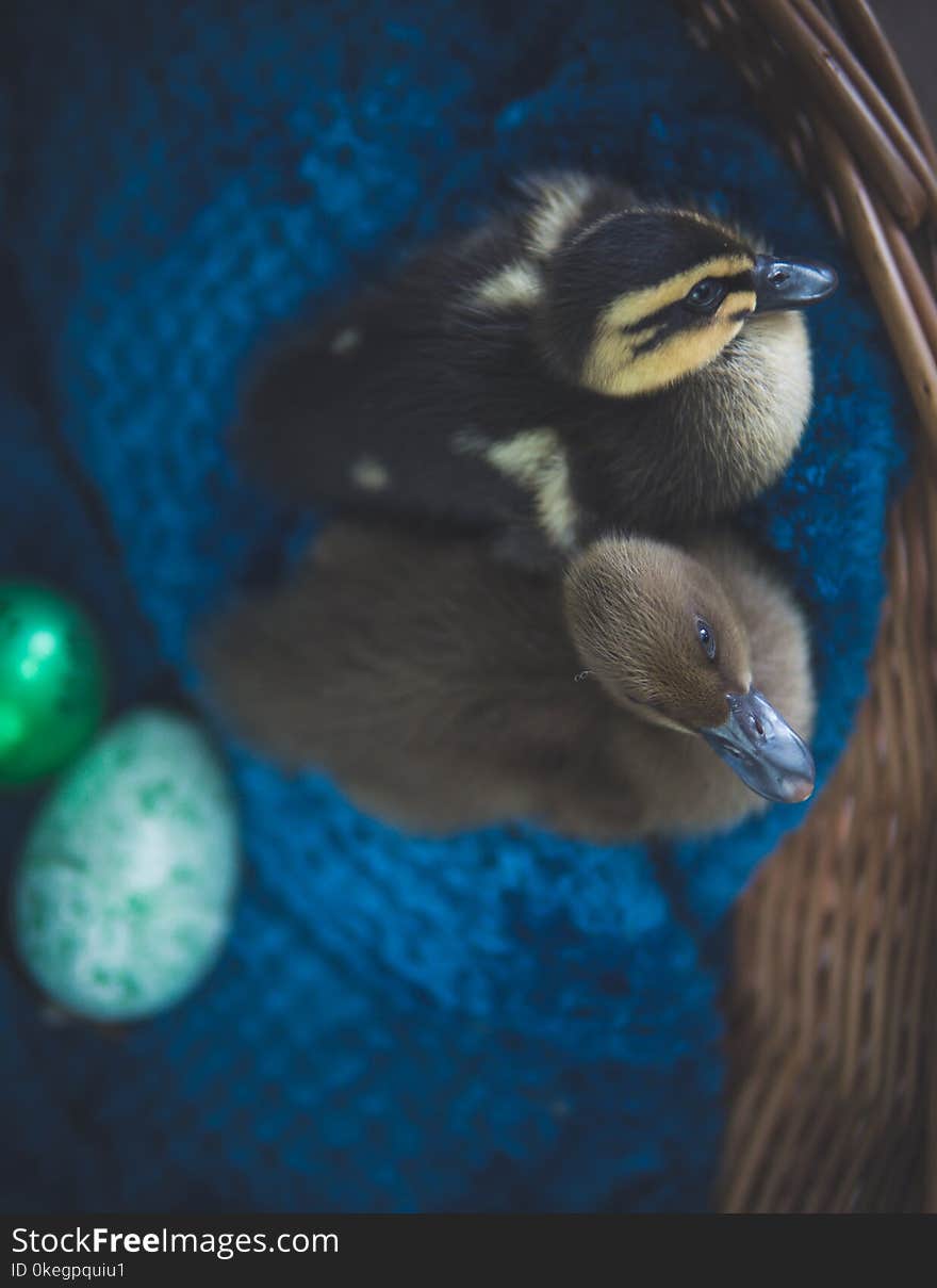 Two Black and Brown Ducks