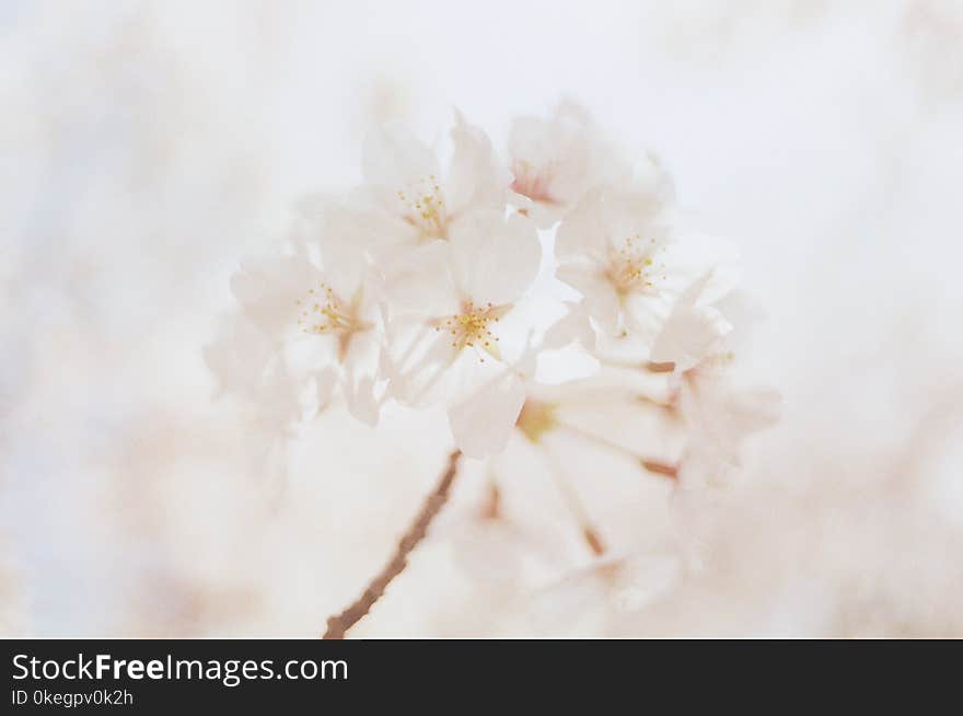 Close-Up Photography of White Flowers