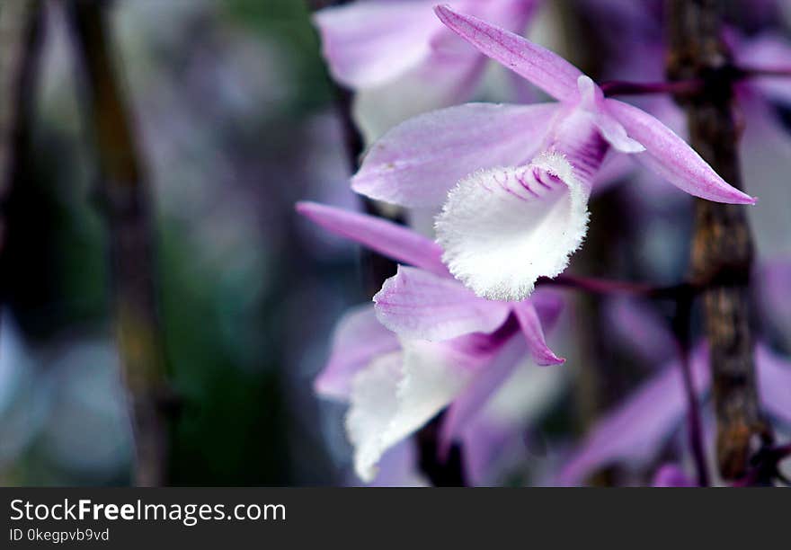 Photo of Purple Flowers