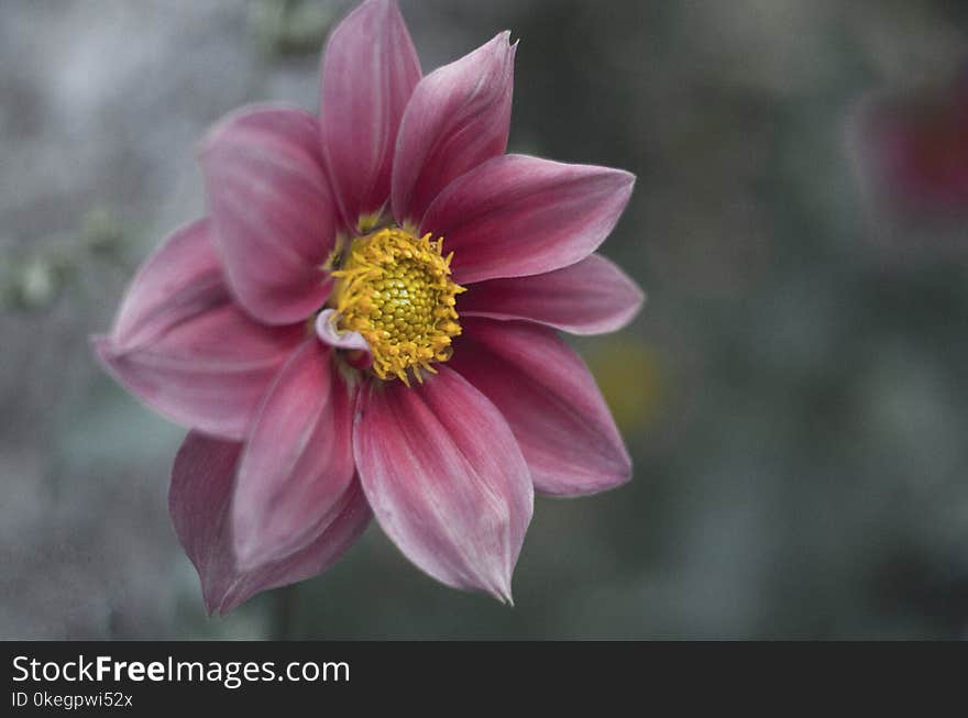 Macro Photography of Pink Flower