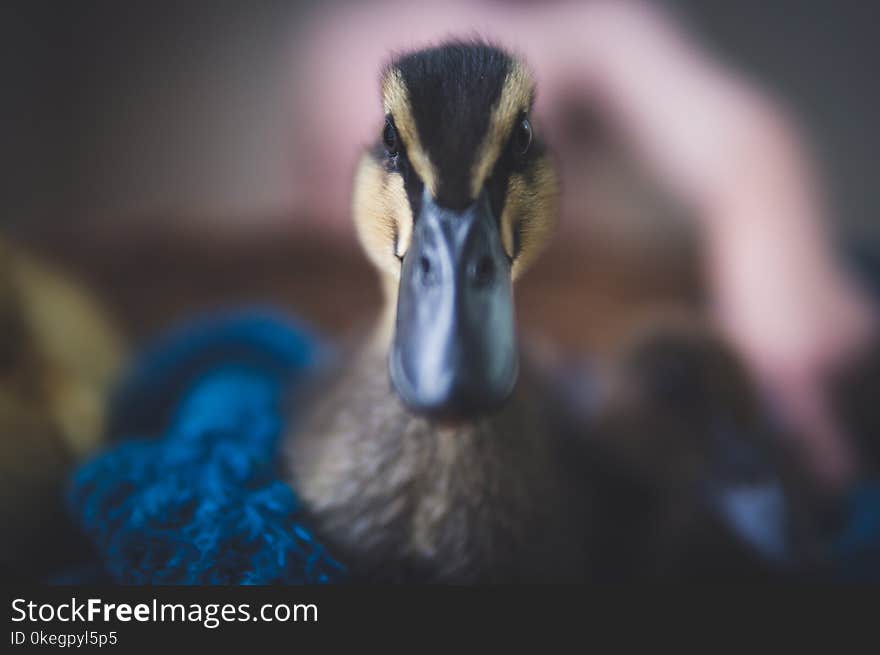 Close-Up Photography of Black Duck