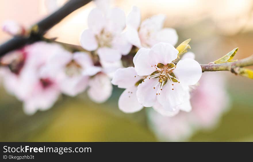 Shallow Focus Photography of White Flowers