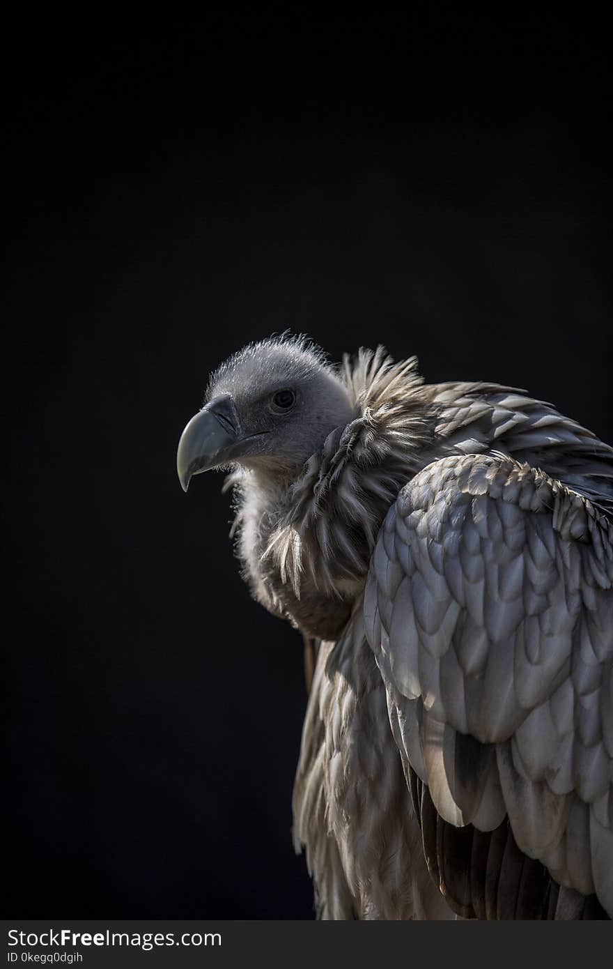 Closeup Photo of Vulture