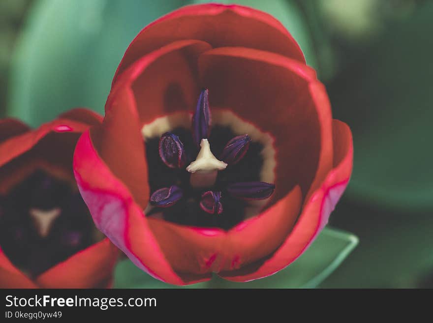 Macro Shot Photography of Red and Purple Rose