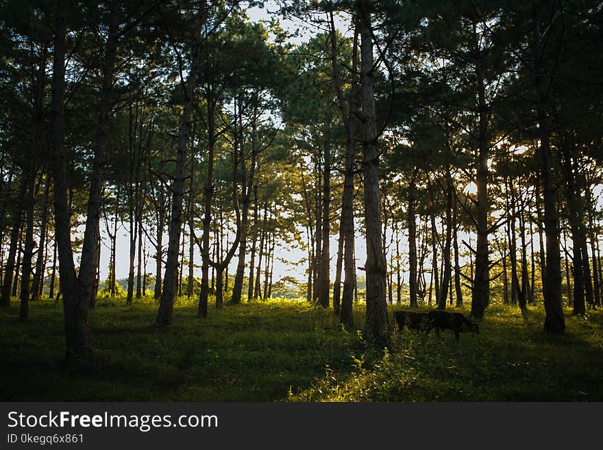 Photo of Trees and Green Grass