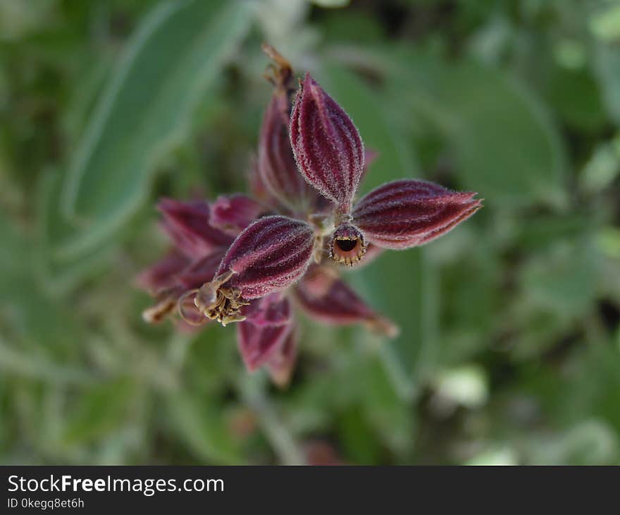 Macro Photography of Flower Buds