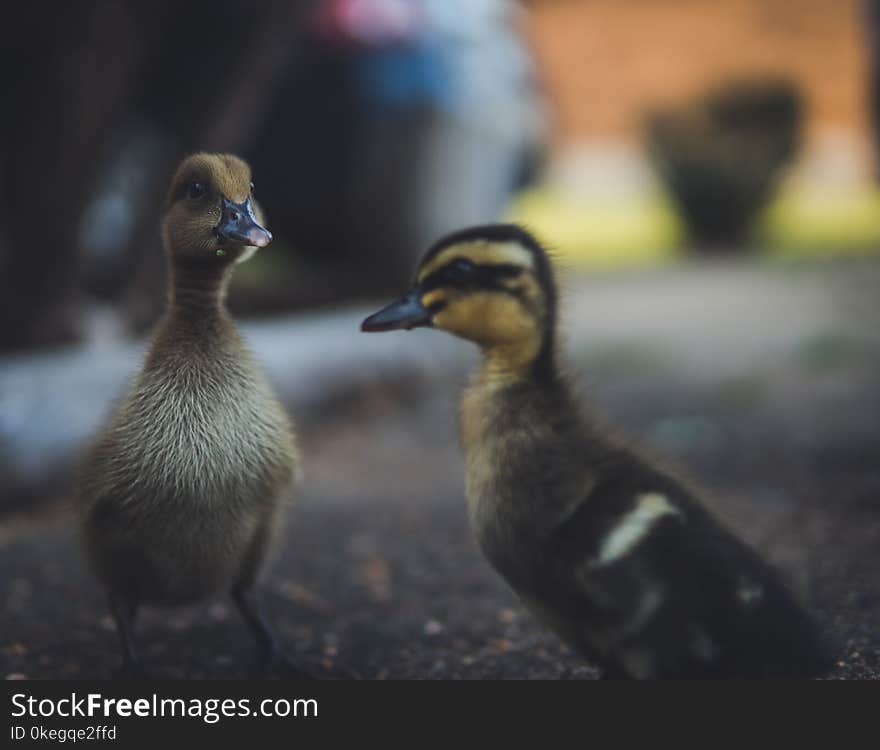 Selective Focus Photography of Ducks