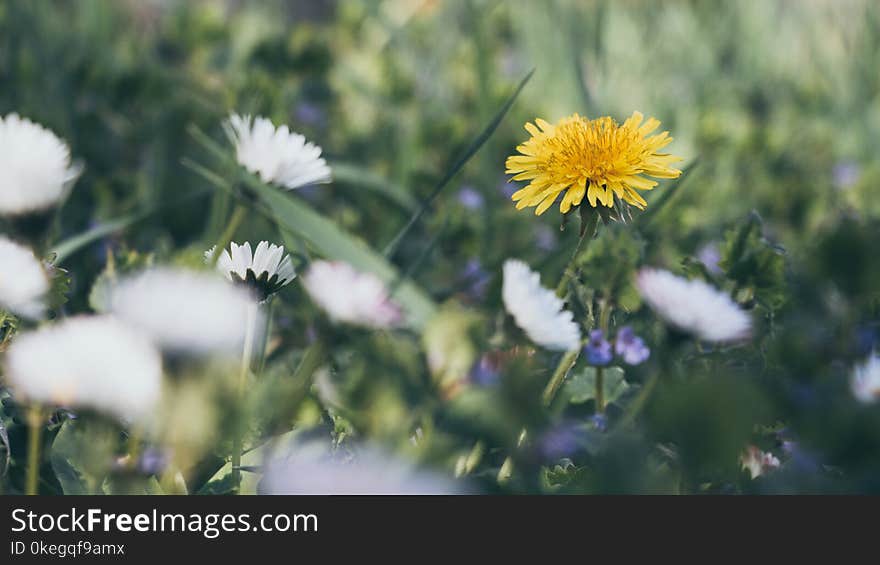 Close-Up Photography of Yellow And White Flowers