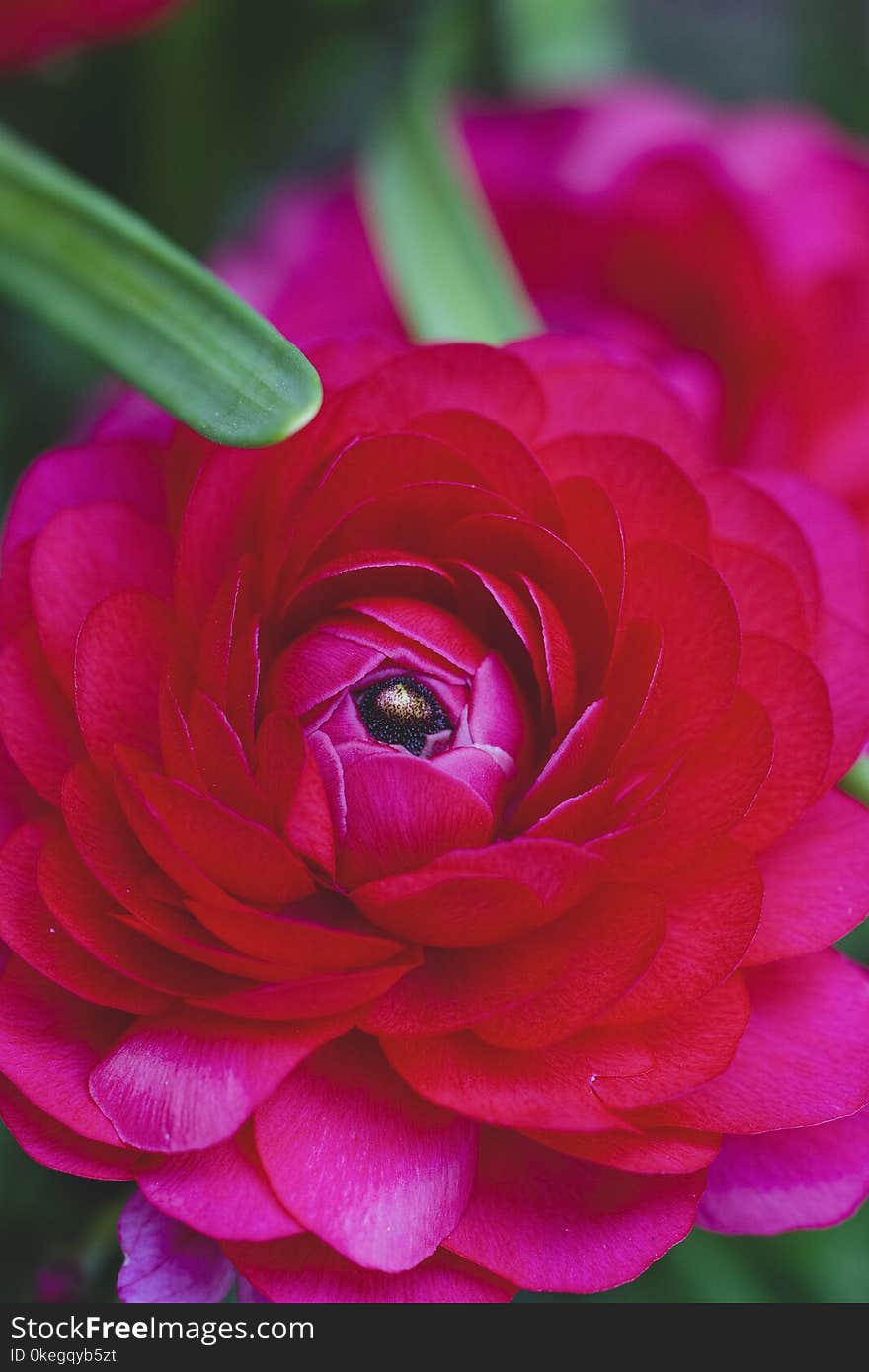 Macro Shot of Red Flower