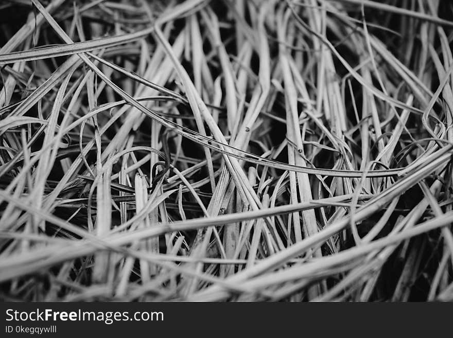 Gray Scale Photography of Grasses