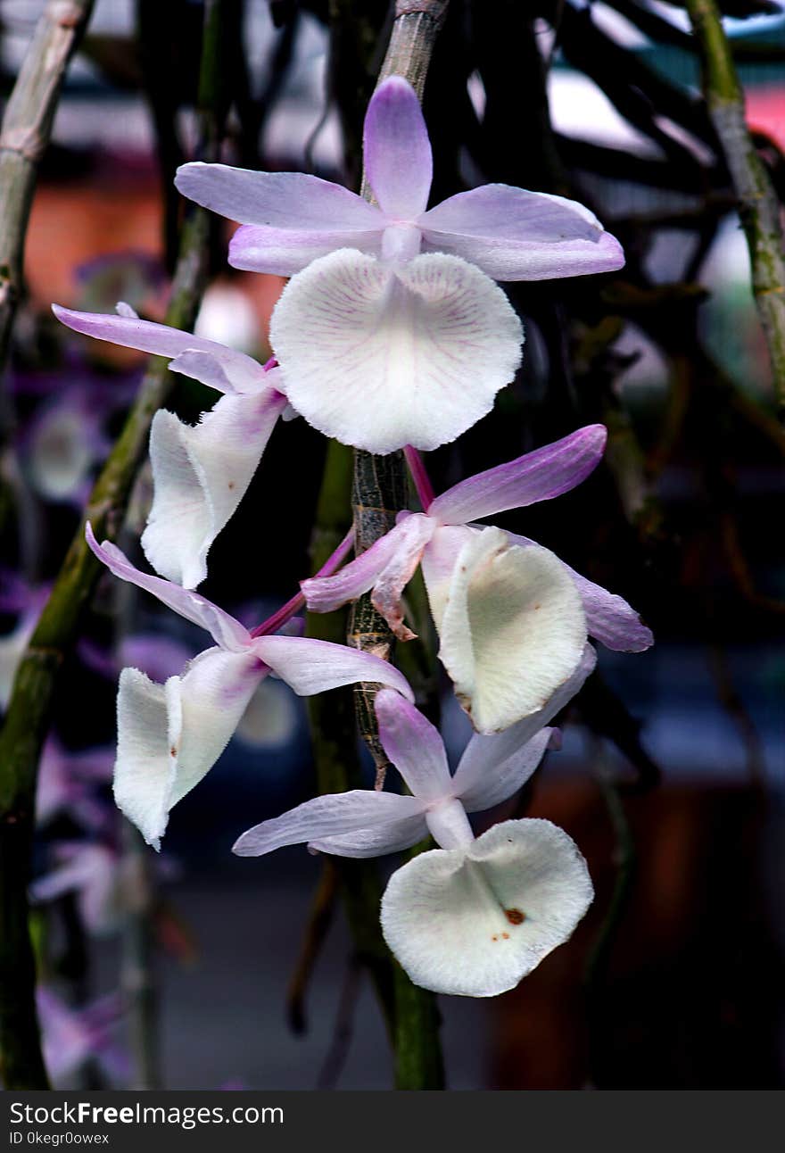 White and Purple Flowers