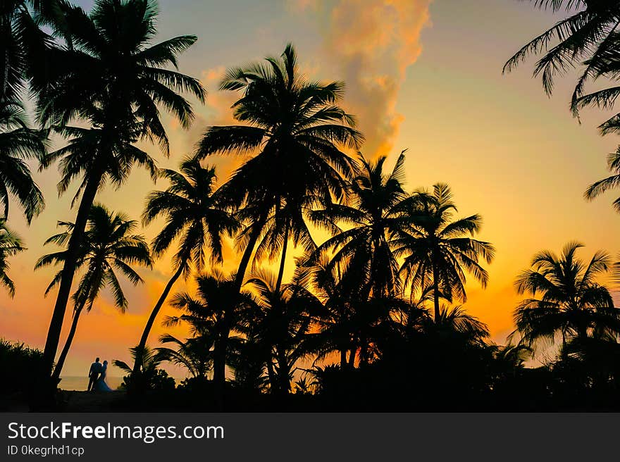 Coconut Tree during the Horizon